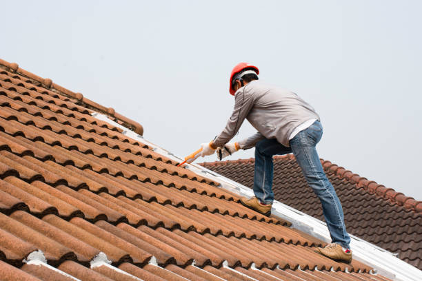 Best Roof Moss and Algae Removal  in Alexandria, KY